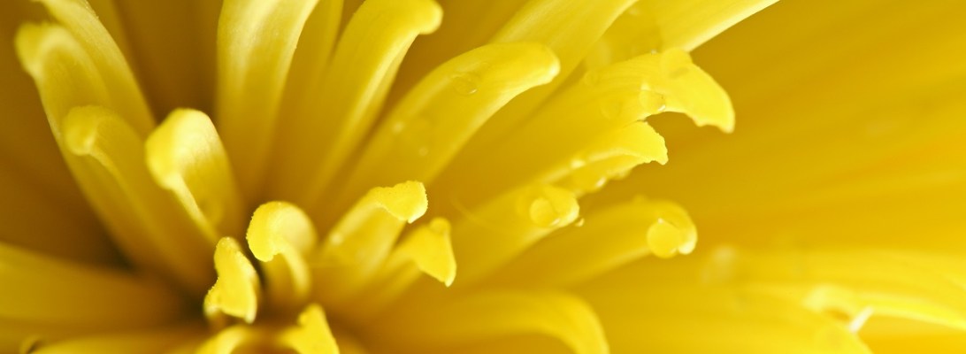 Closeup of yellow dandelion blossom