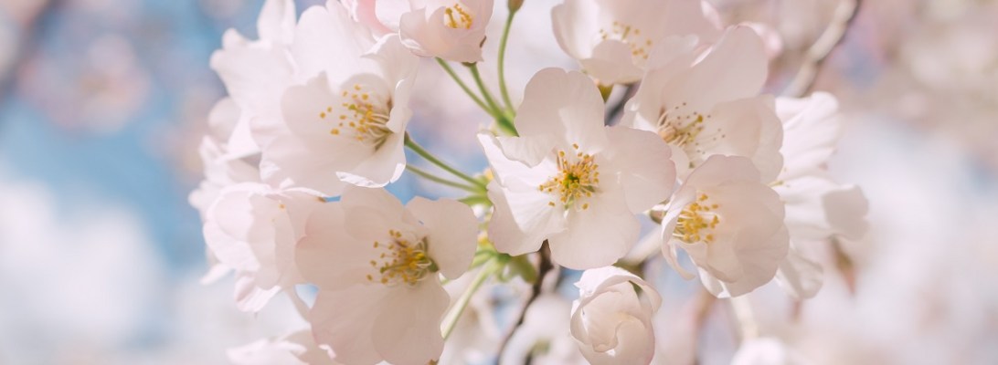 Closeup of cherry blossoms with blue sky behind them