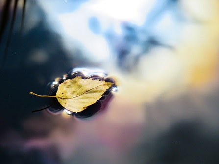 Leaf floating on water